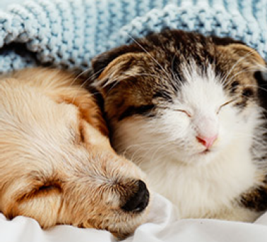 犬・猫を飼い始めたら