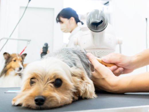 トリミングサロン