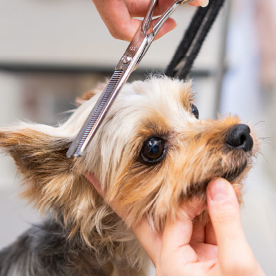 トリミングサロン